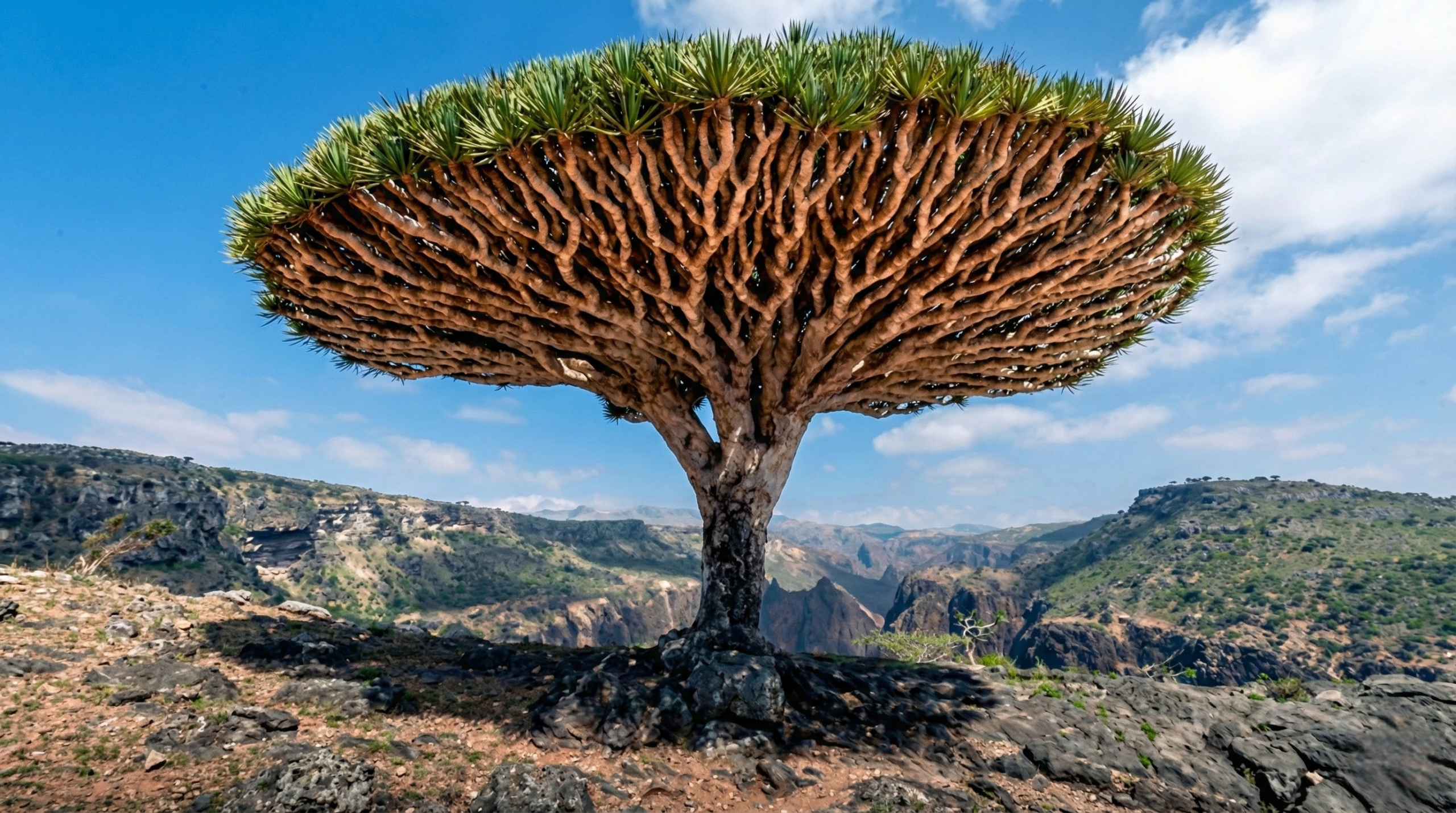 Socotra Image 4