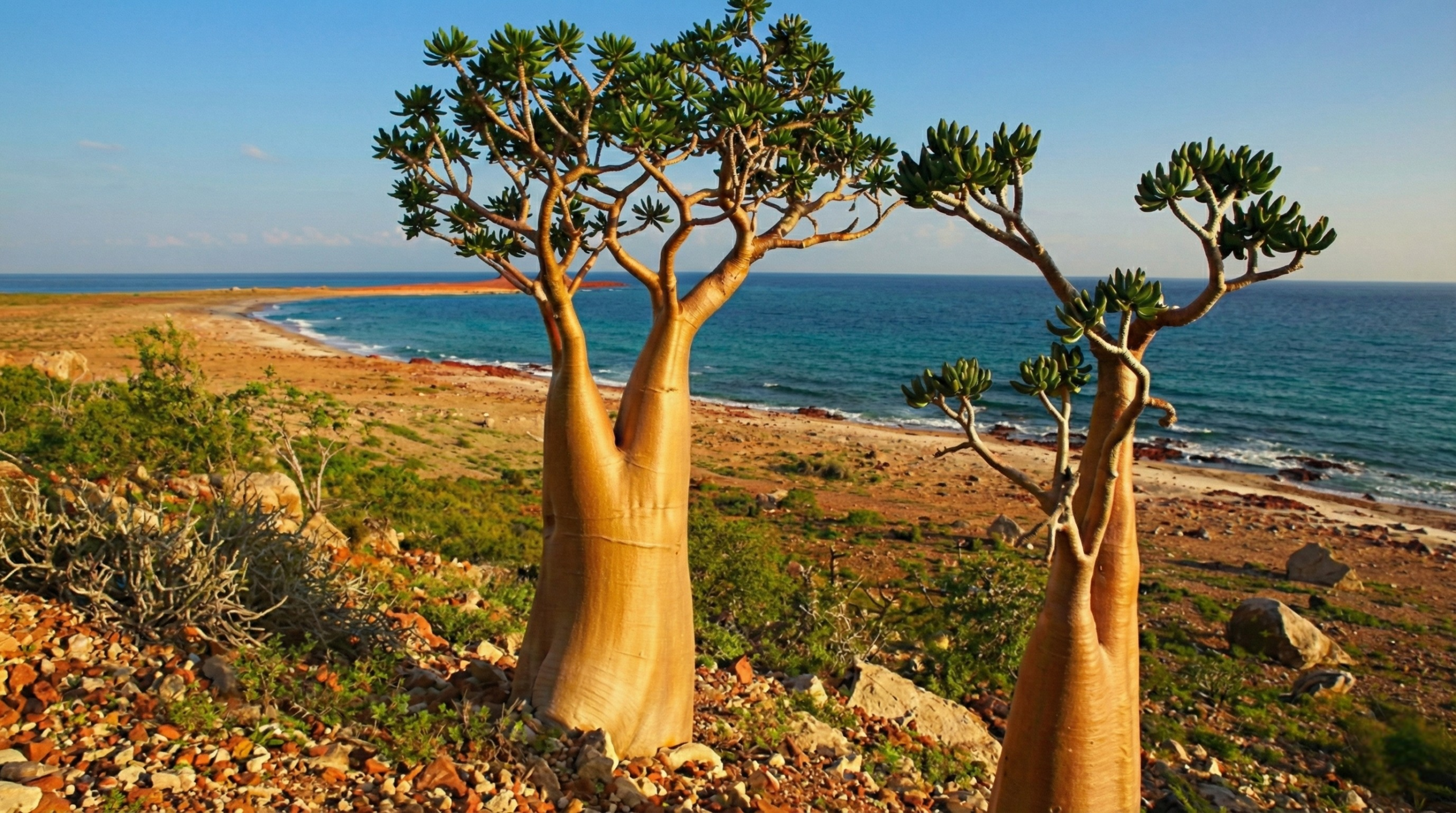 Socotra Image 3